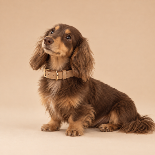 Classic Everyday Dog Collar