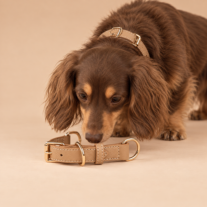 Classic Everyday Dog Collar